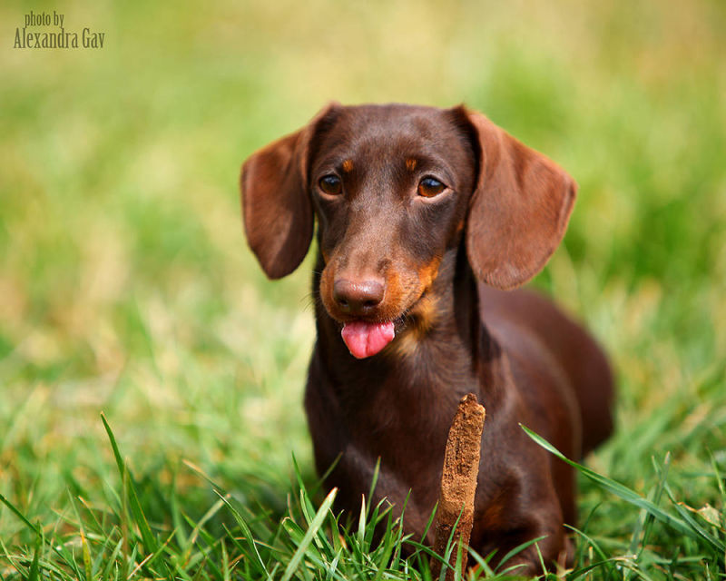 Photo Portfolio Show Dogs